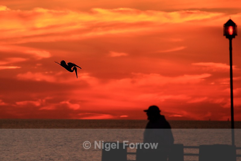 Silhouette of Brown Pelican diving near pier, Fort De Soto, Florida - Brown Pelican