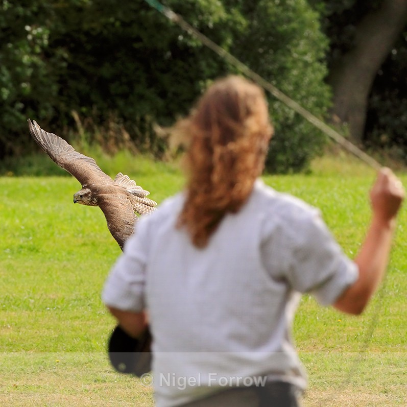 Falcon on a rapid approach to a falconer swinging some food on a line - Captive Birds
