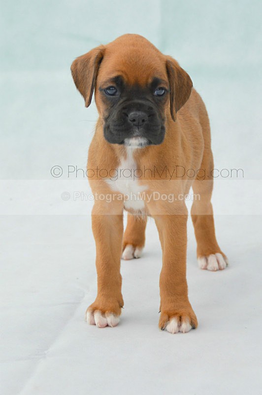  - Boxers