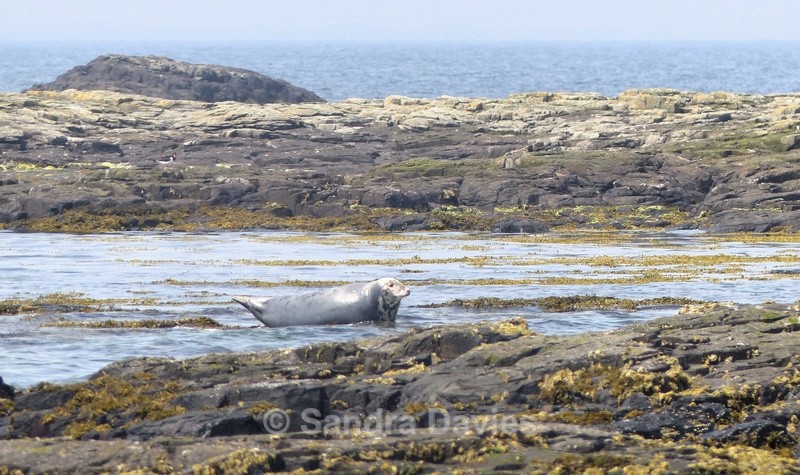Seal - Farne Islands, Northumberland - Wildlife & People