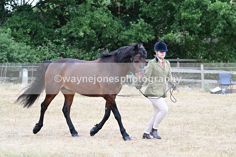 WJ7_9513 - Class 5 Most Handsome Gelding (up to 14.2hh)