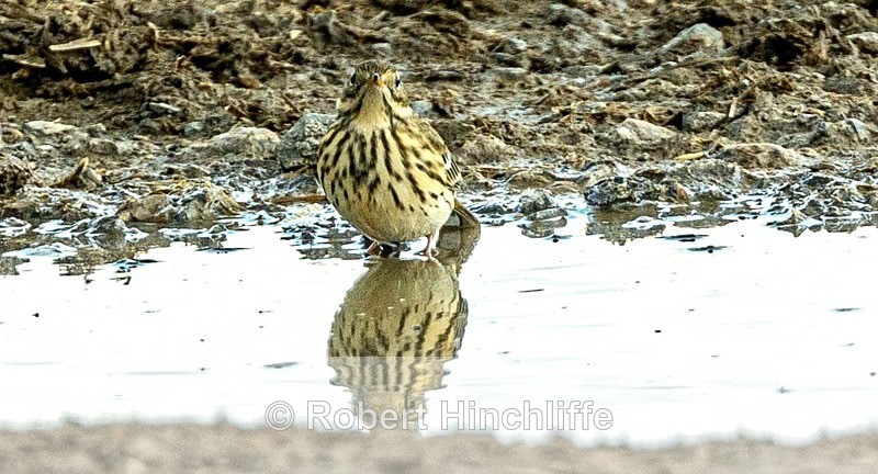 Meadow Pipit - Blank Cards