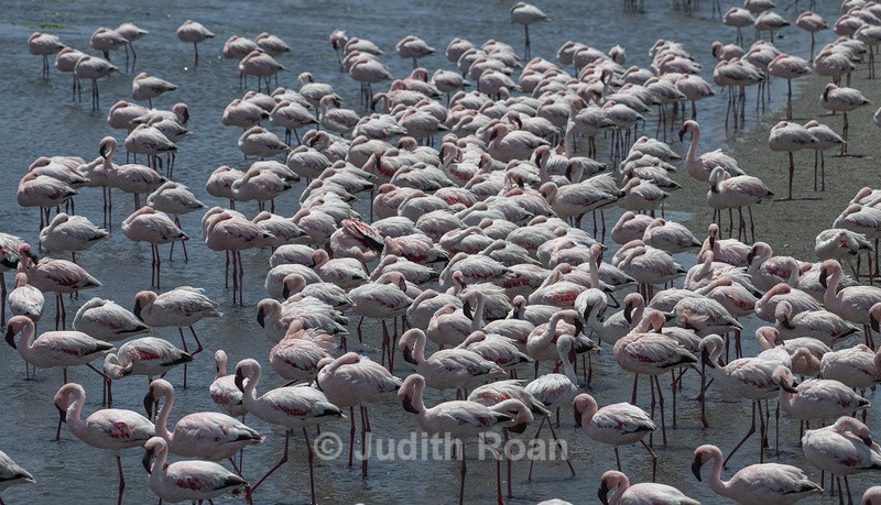 Lesser Flamingo group - Namibia 2022