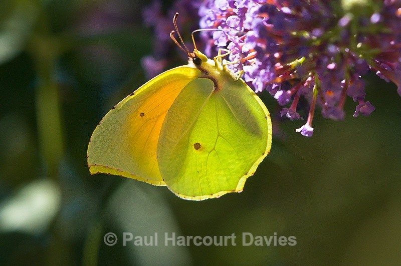  - Bugs: Butterflies
