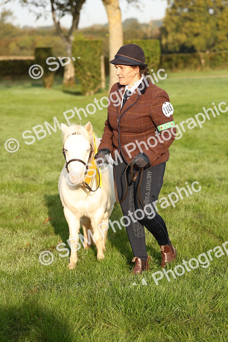 SBM_54461 - S51 - Foreign Breeds In Hand