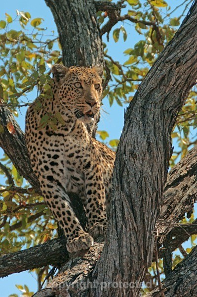 African Leopard, Timbavati, South Africa - African Leopards