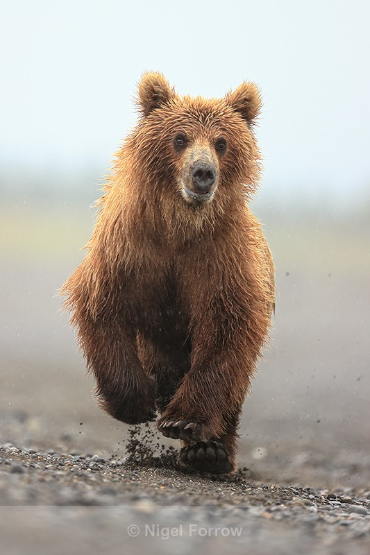 Brown Bear running close front view, Silver salmon Creek, Alaska - Brown Bear