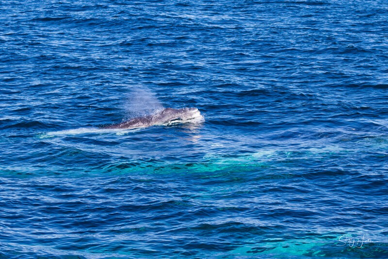 Mother Calf and Escort 1 0A3A7659 - Humpback Whales