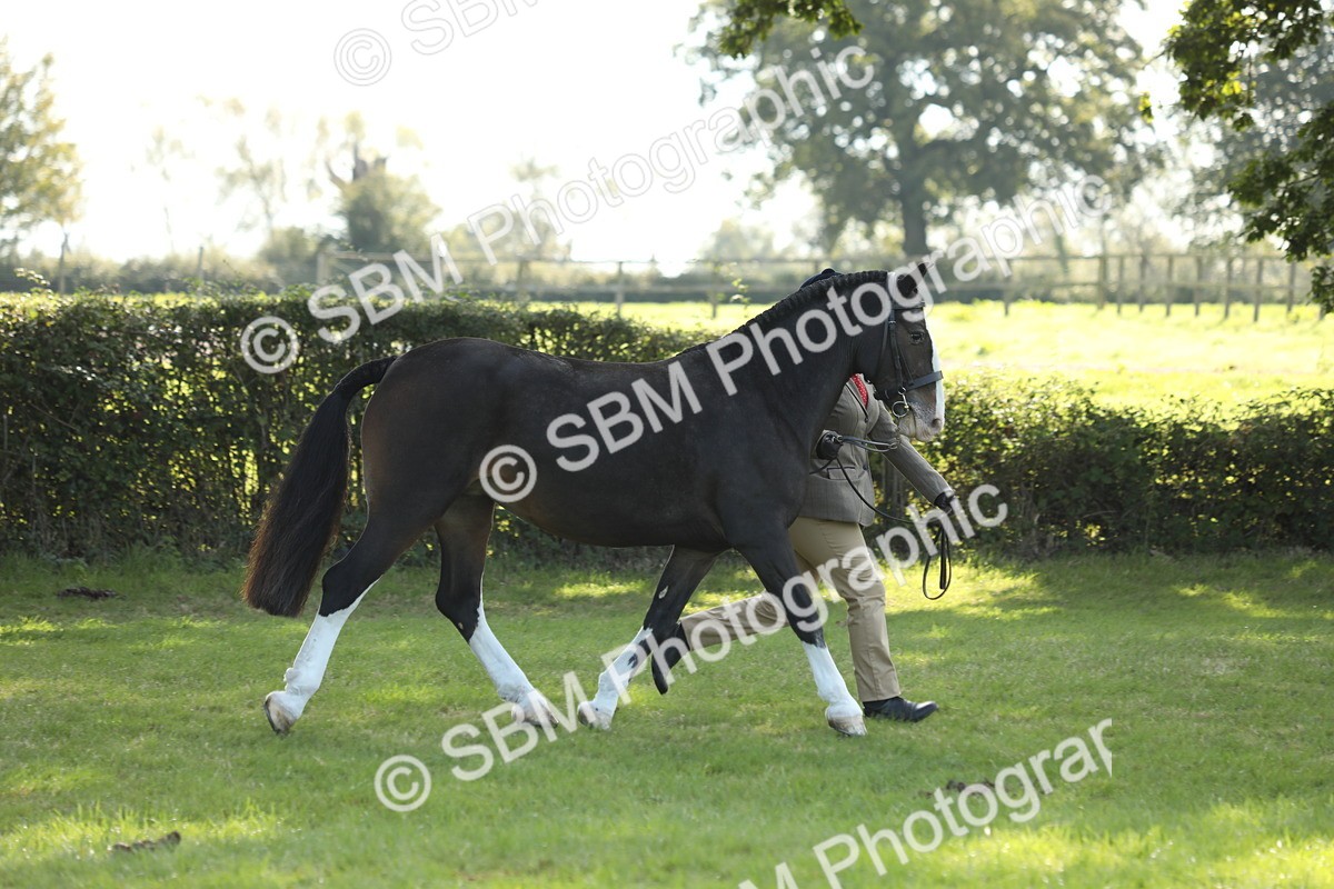 SBM_62329 - S45 - Mini Show Cob In Hand