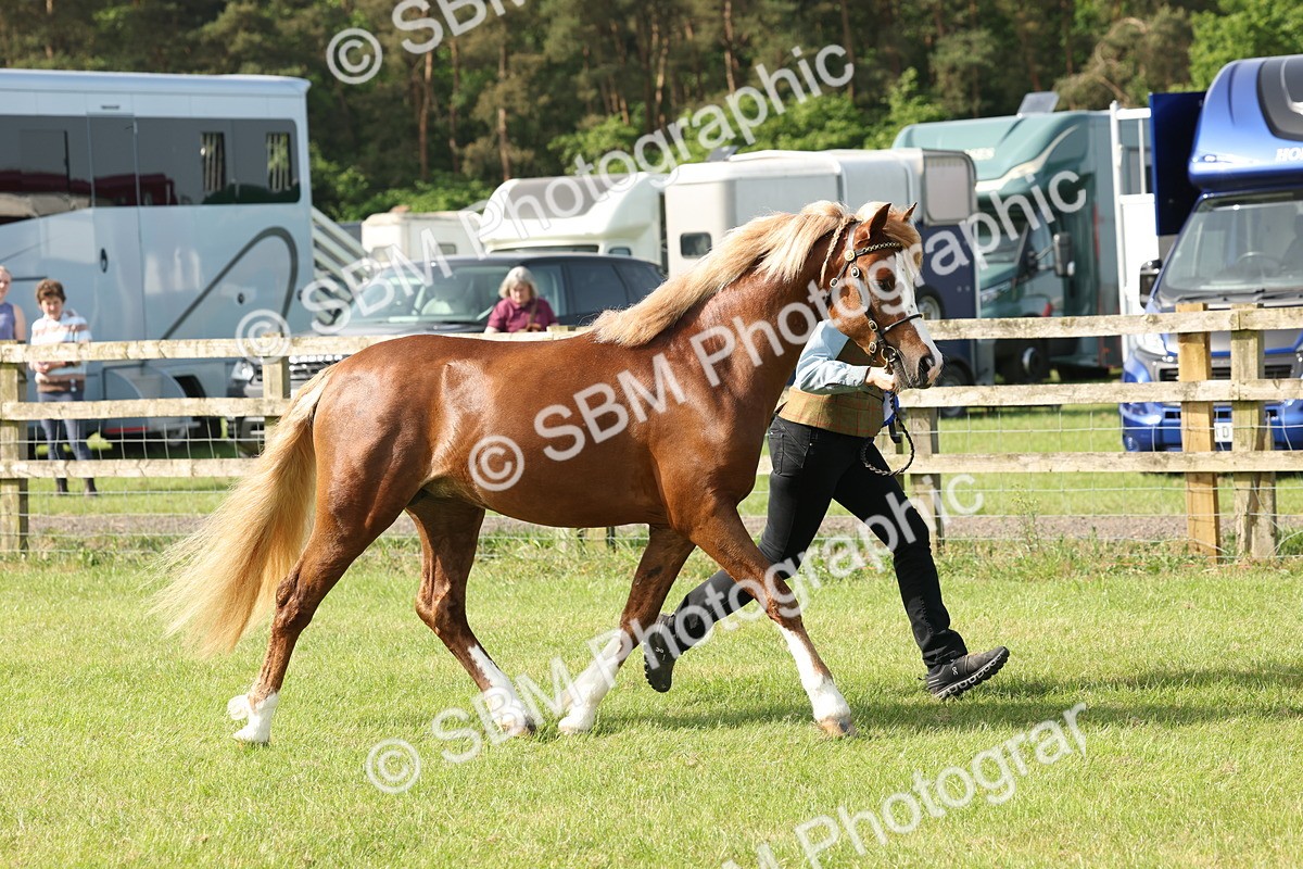SBM_00719 - Class 6-13 - Mountatin and Moorland In Hand Welsh Breeds