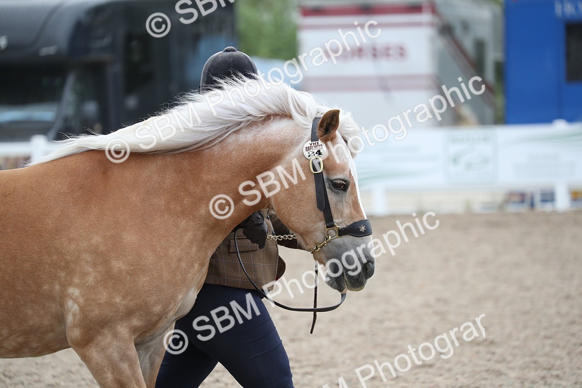 SBM_17868 - Class 317 IH Pure bred Horse/Pony