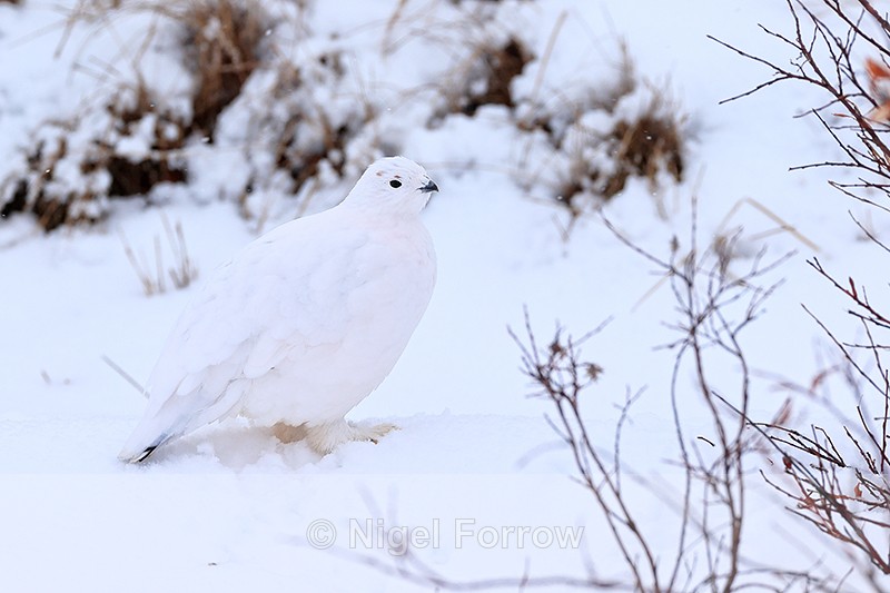 Willow Ptarmigan in snow, Churchill, Canada - Willow Ptarmigan