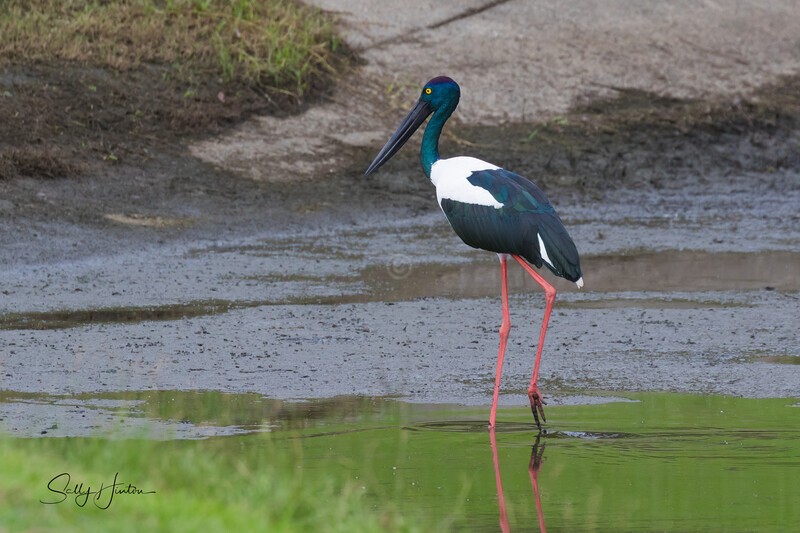 Jabiru female 1. 0A3A6774 - Jabiru