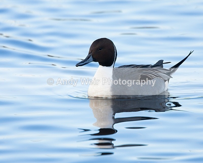 20081128-IMG_0736 005 - Pintail