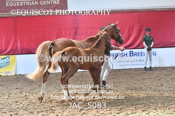 JAC_5083 - 9 Zinzipan
