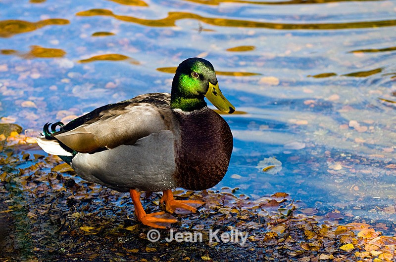 Mallard duck - 7668 - Birds