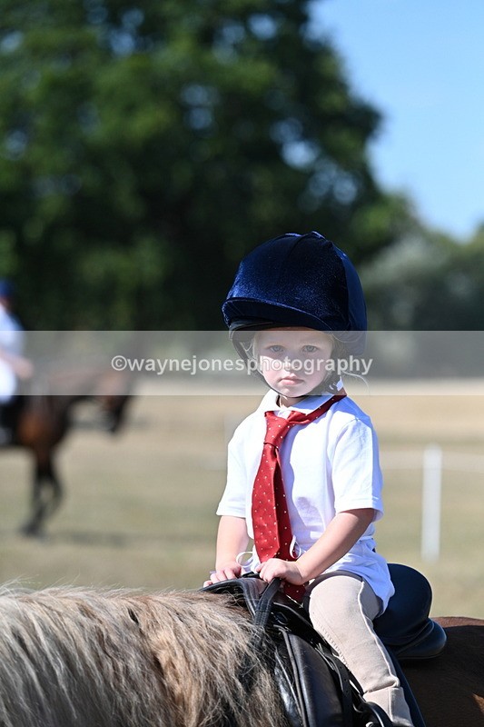 WJ7_1487 - Class 42 Most Handsome Gelding
