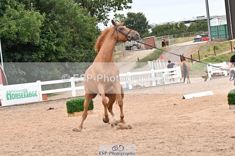 250716-160623-02414 - Trot Up 3.30 to 4.30