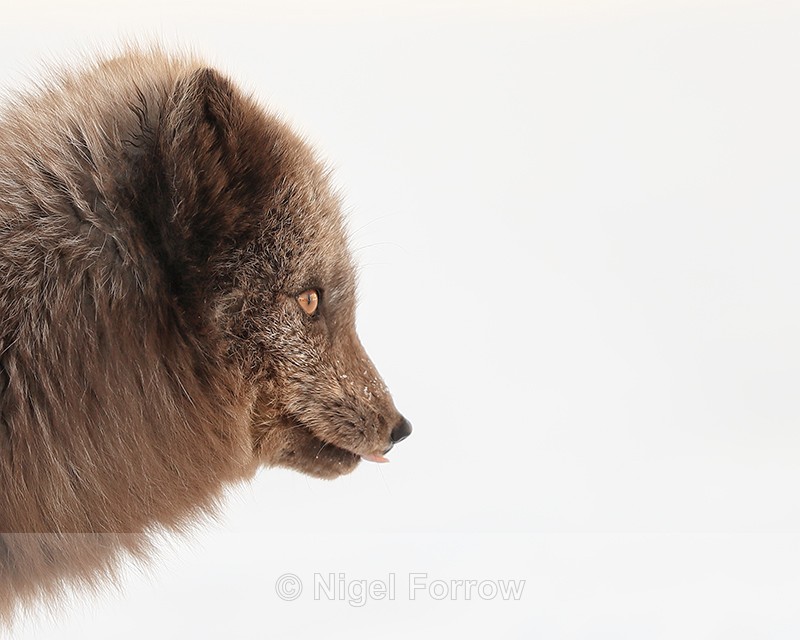 Arctic Fox profile, Svalbard, Norway - Arctic Fox