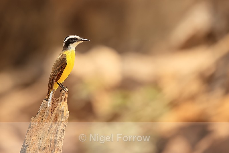 Lesser Kiskadee, Mato Grosso, Brazil - Lesser Kiskadee