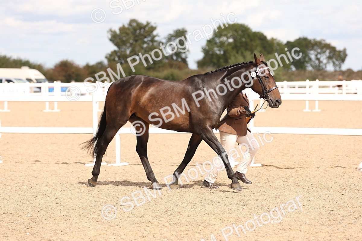 SBM_14743 - Class 208 - IH Veteran Horse