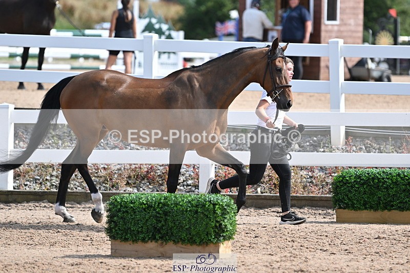 240717A-160242-03287 - Trot Up 4pm to 5pm