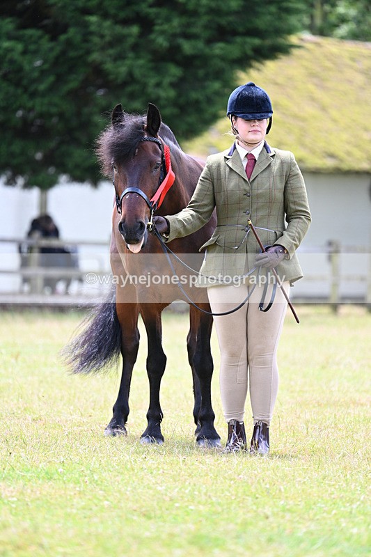 WJ7_6677 - Class 5 Handsome Gelding in hand