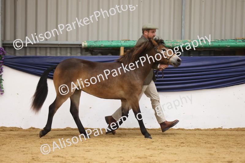 20260913-1275 - Class 113 - Yearling