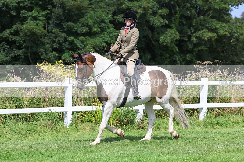 3E7A8678 - Class 5: Working Show Horse