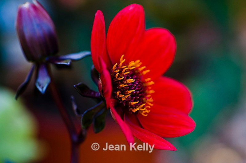 Flower (Red Dahlia) - 6733 - Red