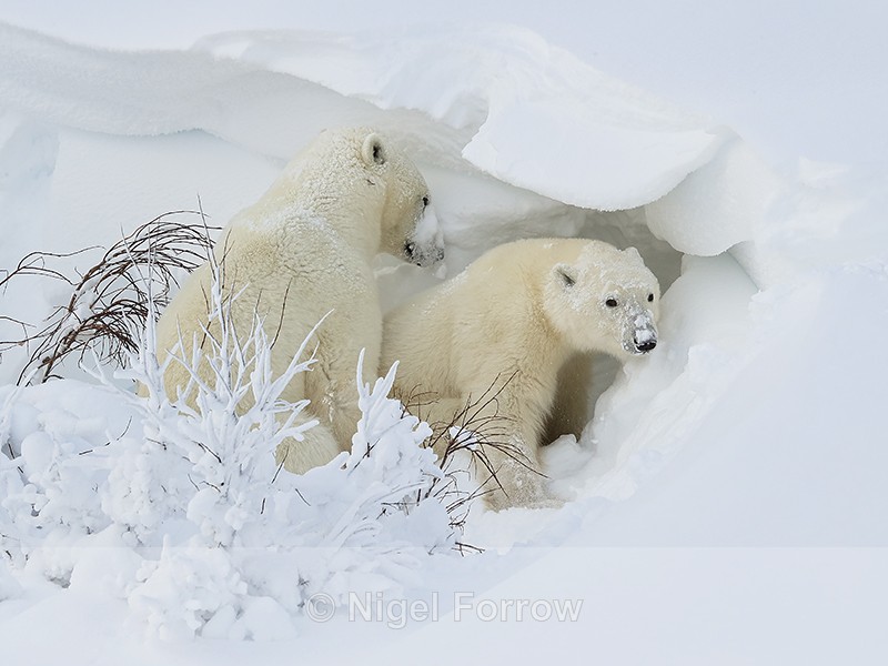 Polar Bears digging in snowdrift, Churchill, Canada - Polar Bear