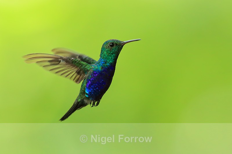 Violet-bellied Hummingbird (male) flying, Pipeline Road, Panama - Violet-bellied Hummingbird