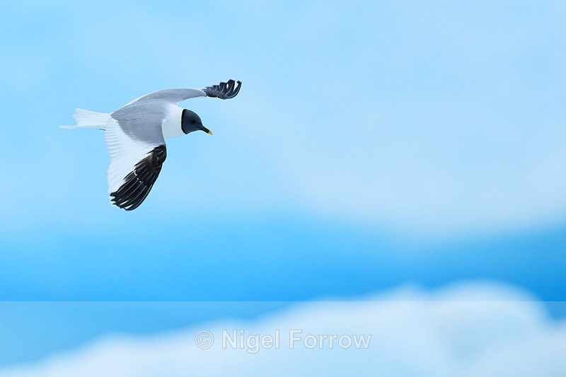 Sabine's Gull in flight, Jokulsarlon, Iceland - Sabine's Gull