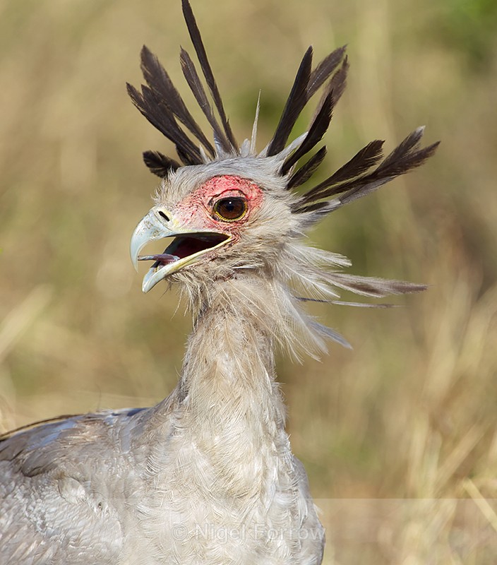 Secretarybird close-up - Secretarybird
