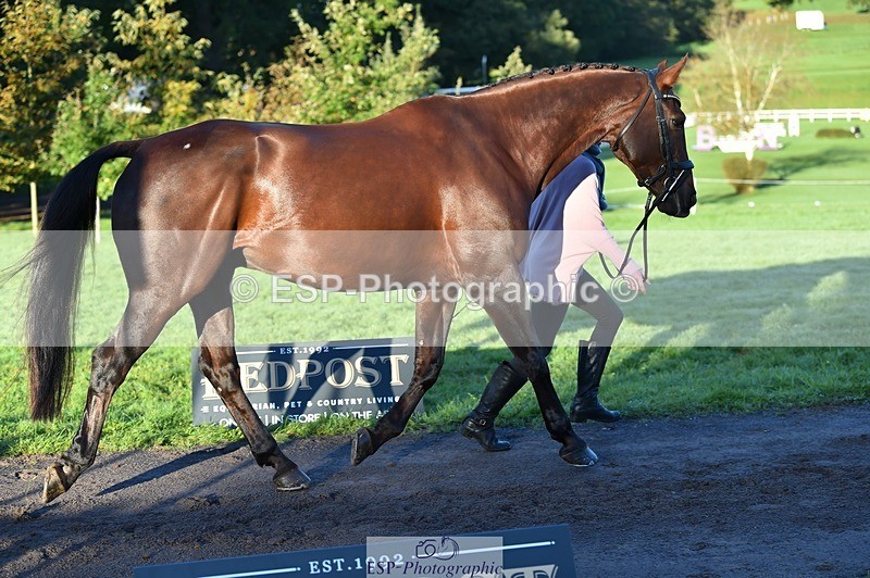 231022-085638-21461 - 649-DONAIL.BEAUANCO-Sheila.Williams-TrotUp+SJ