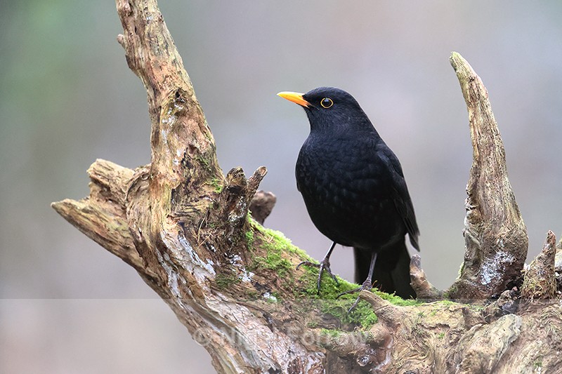 Blackbird (male) perched, Otterbourne, Hampshire - Blackbird