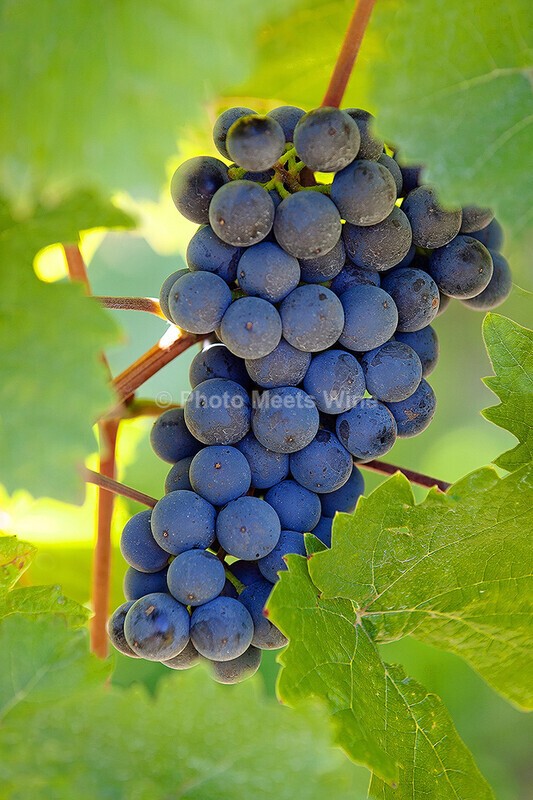  - Vineyards & Vines / Weinberge & Reben