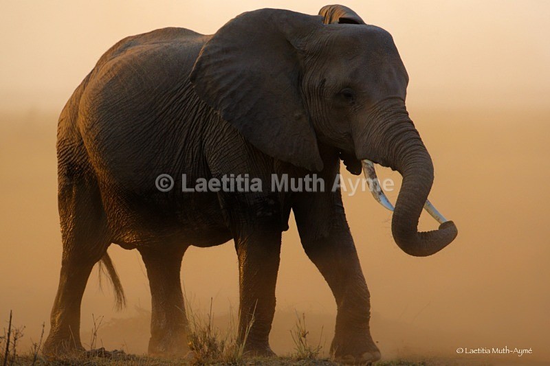 _84Y0764 Amboseli - Elephants