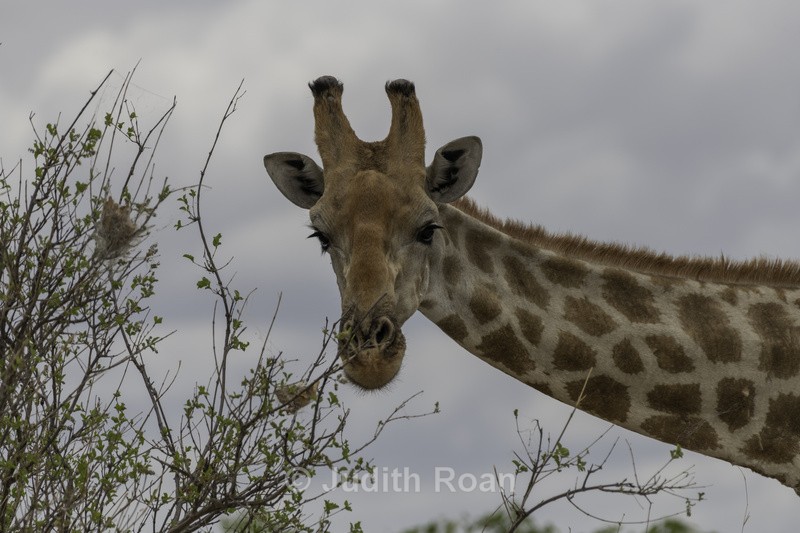 Giraffe - Namibia 2022