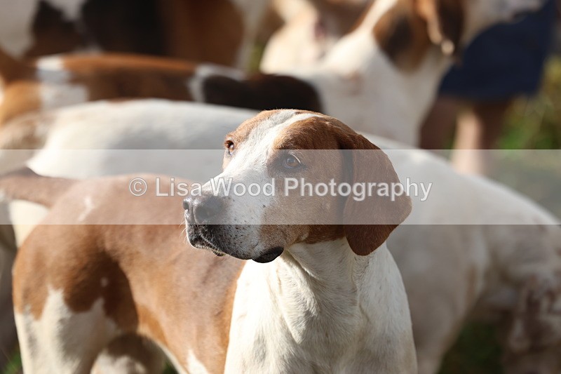 3E7A0538 - Four Burrow Opening Meet 2025