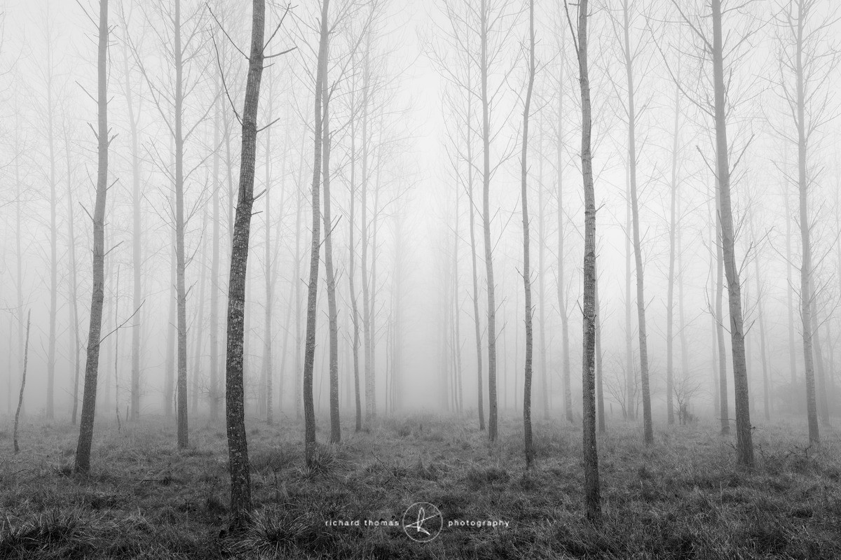 Consecution of Rank - Order