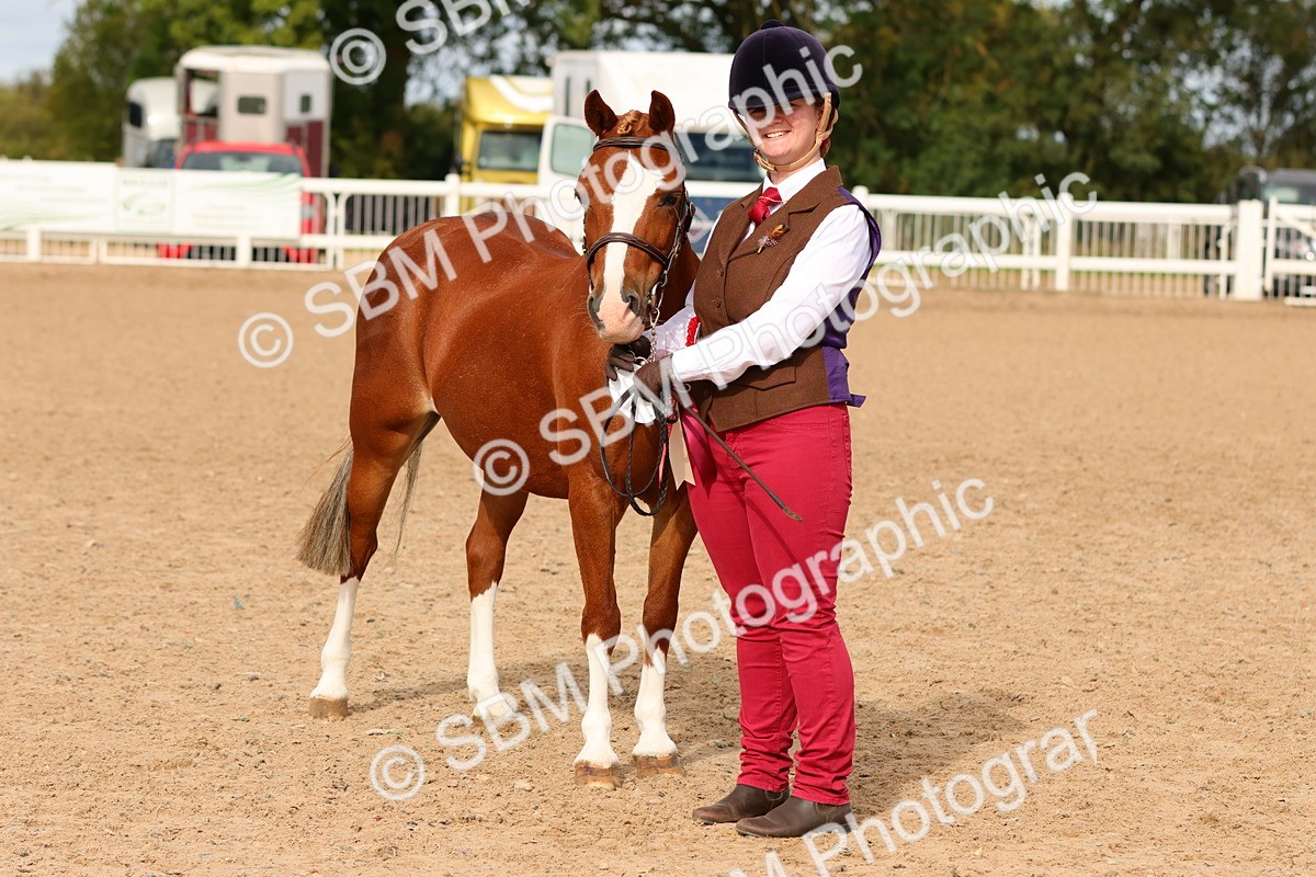 SBM_10244 - Class 205 - IH Show Pony - Show Hunter Pony