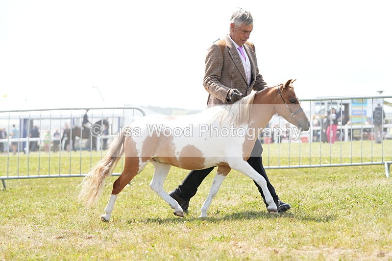 DSC06576 - Class 57: Miniature Horse 4yrs & over