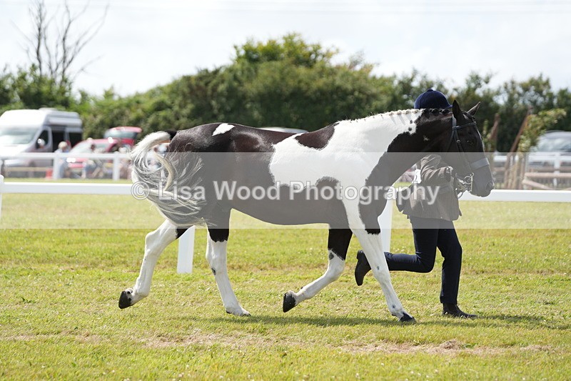 DSC07011 - Class 61: Coloured Horse 4yrs & Over