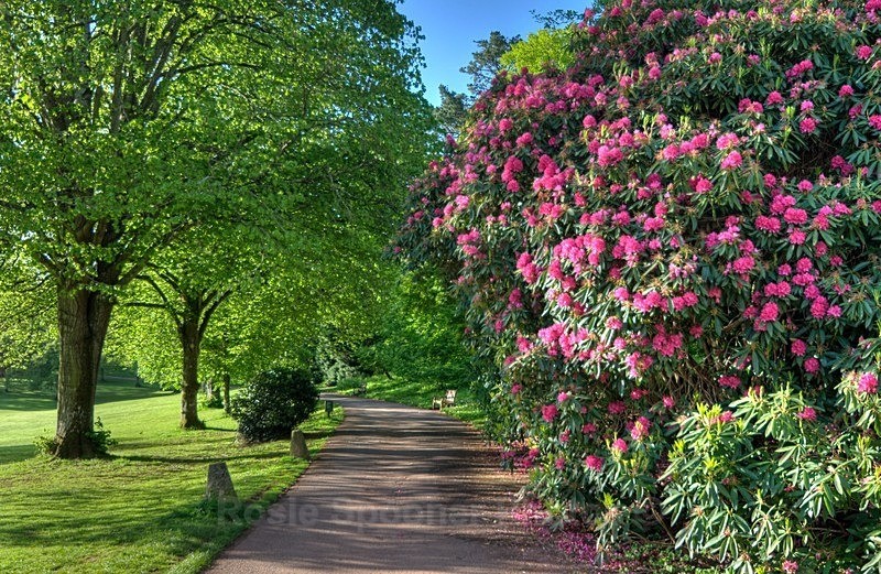 Rhododendrons at Cockington - Cockington