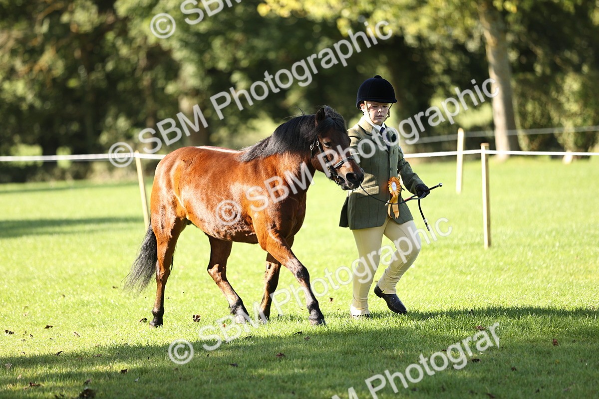 SBM_15944 - S1 - TSR in Hand Horse & Pony Showing