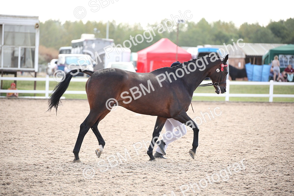 SBM_07114 - Class 25 IH Foreign Breeds- Pure bred