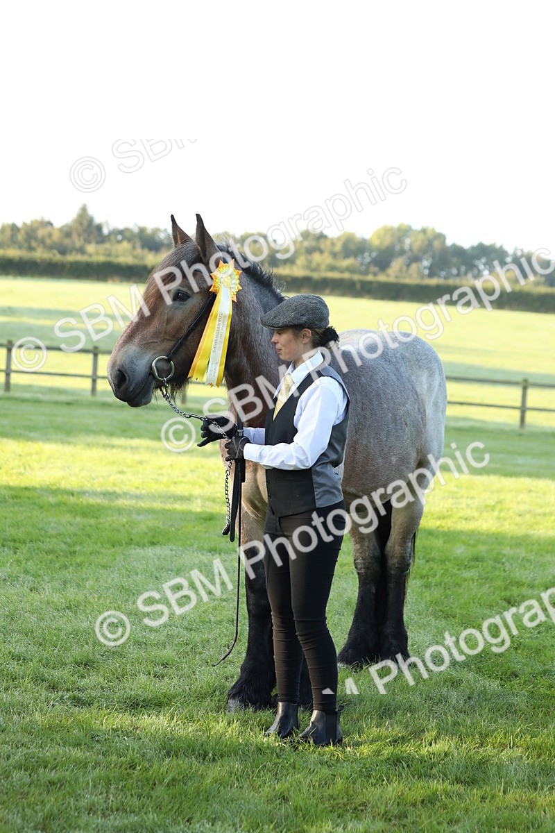 SBM_57887 - S42 - Youngstock