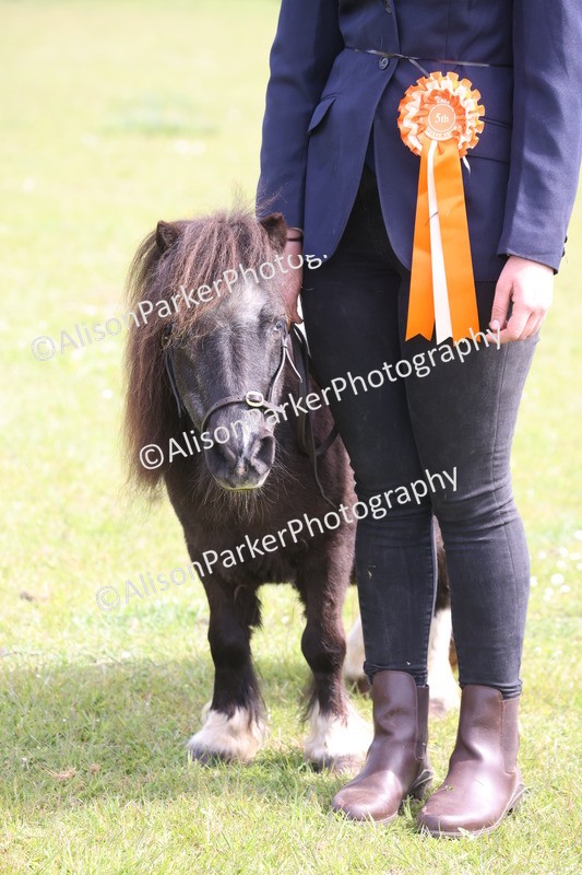 20260426-3229 - Class 26 - Shetland Ponies and Minitures