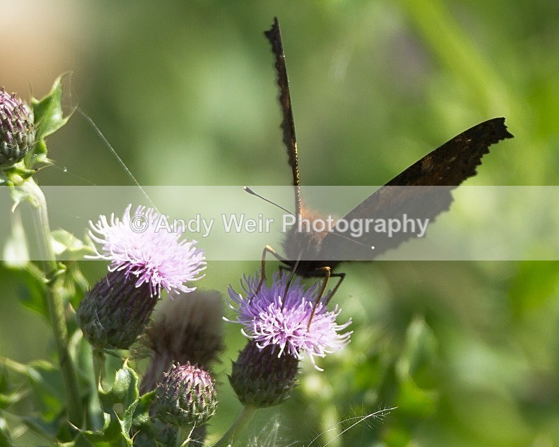 20110730-_MG_6372 - Butterflies & Moths